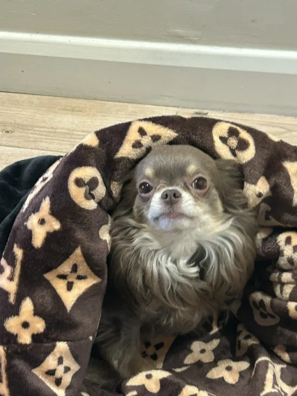 handmade designer pets items snuggle sack