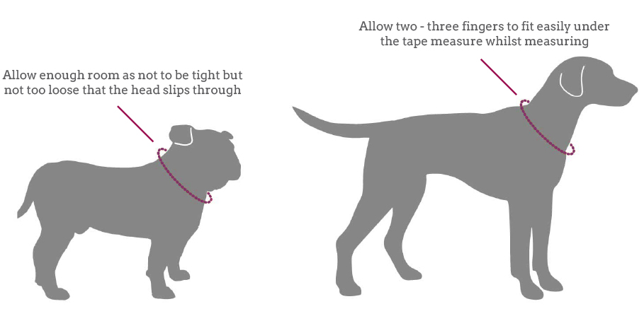 collar guide visual