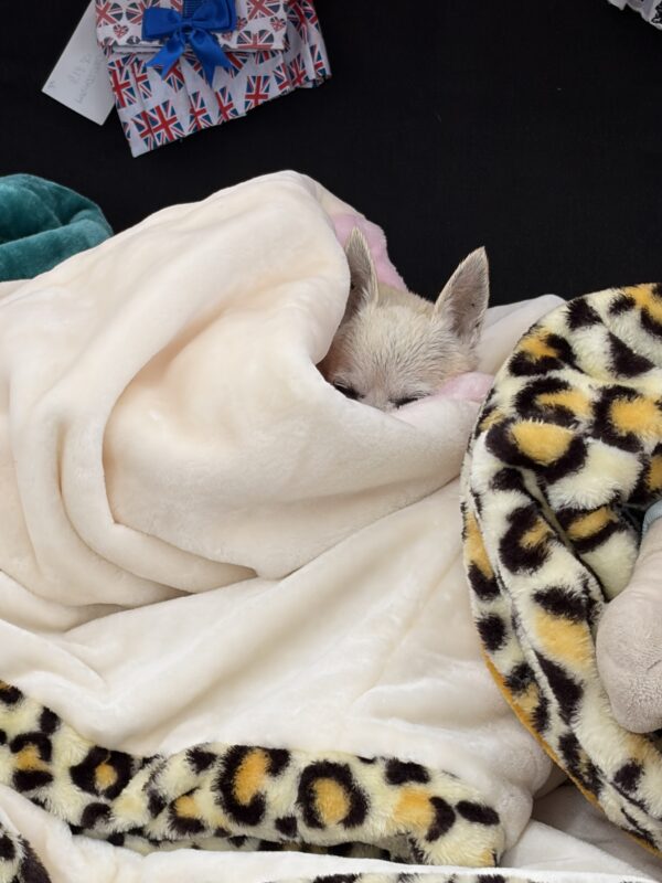 Cream & Pink Luxury Snuggle Sack