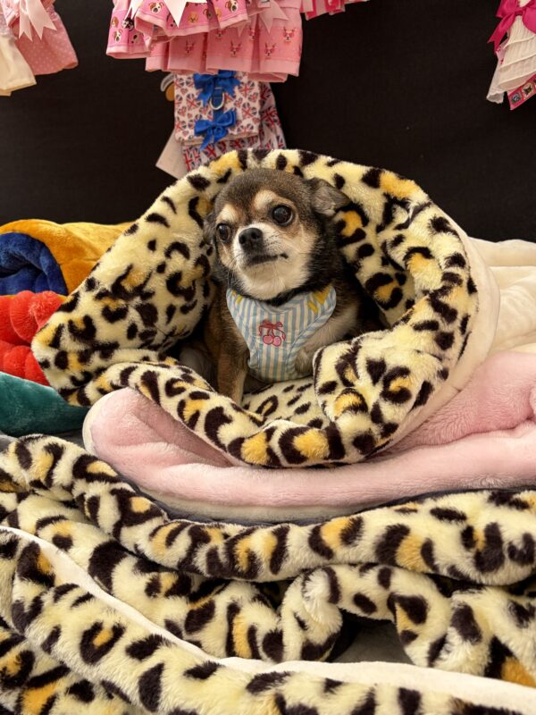 Cream & Animal Print Luxury Snuggle Sack